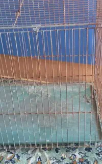 قفس پرندگان