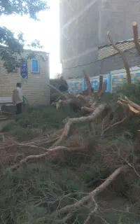 خرید چوب