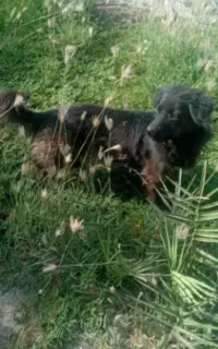 سگ اشپیز پاکوتاه