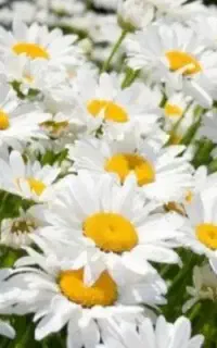 گل بابونه