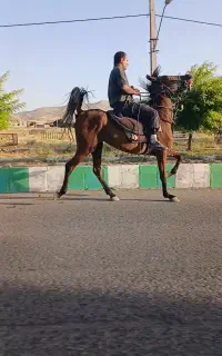 اسب مادیون