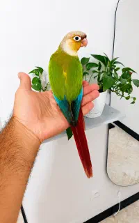 گرینچیک یلوساید و آناناسی  فول رام