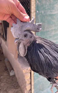 جوجه برهما و ایام سمانی
