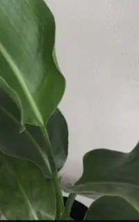 بذر یونجه دیم
