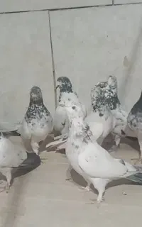 کبوتر تضمینی بالا ۵ساعت