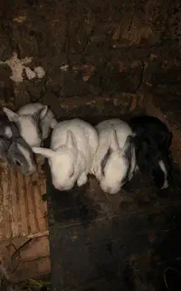 بچه خرگوش ۵ عدد