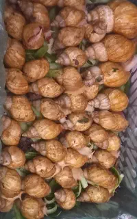 حلزون سوپر مولد کلاژن ساز