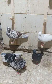 فروش تعدادی کبوتر