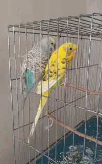 یک جفت مرغ عشق