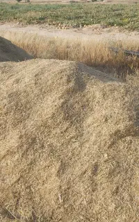 کاه گندم درجه یک و تمیز و نرم