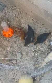 مرغ و خروس