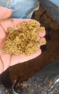 خوراک بره گوسفند