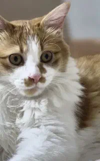 گربه دی ال اچ نر