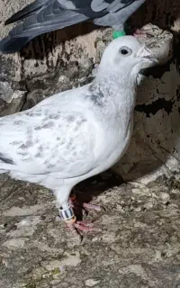 شامی گرفتنی نر درشت و قلدور