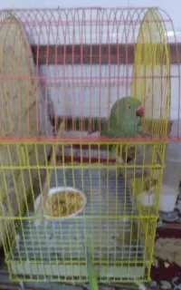 طوطی گمشده