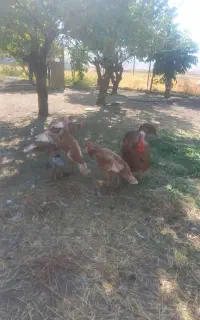 بوقلمون بوربون