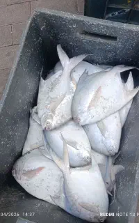 فروش ماهی حلوا زبیدی