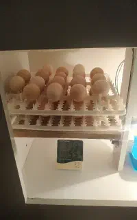 ازتخم نطفه دار برهما اصیل لایت،گلد،بلو،بلک تا بالغ