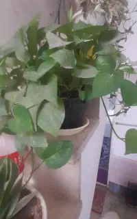 گل طبیعی