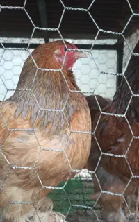 مرغ و خروس زینتی