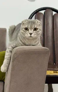 اسکاتیش فولد نر و ماده یک سال و نیمه