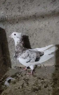 یه کت سرور نر کاکلی مست