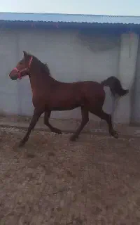 اسب نریان