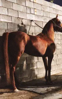 سواری کردن اسب