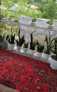 سوعیت اجاره