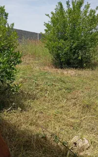 خدمات علفزنی باغ