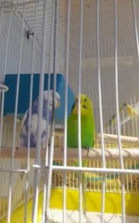 مرغ عشق