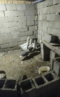 غاز بزرگ
