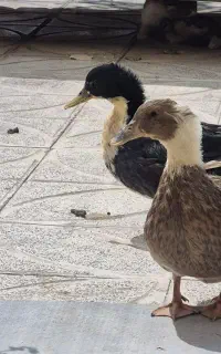 اردک