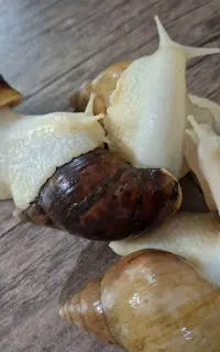 حلزون آچاتینا مولد