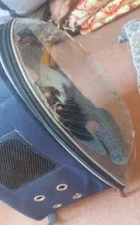 کیف پرنده