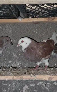 ۳ عدد جوجه گرفتنی