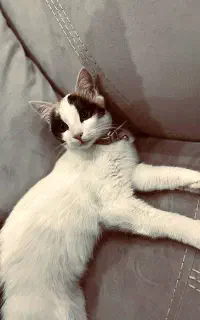 واگذاری گربه ملوس