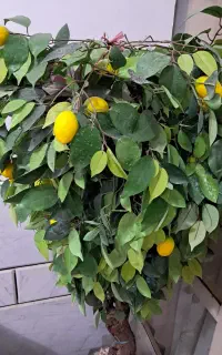 درختچه تزئینی درخچه  گل مصنوعی  گل تزئینی