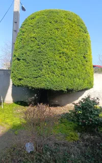 هرس فونیکس و لاوسون و شمشاد