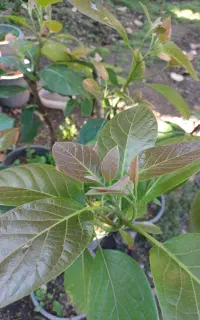 فروش نهال آواکادو زاتانو پیوندی نوع درجه۱ حسن پور