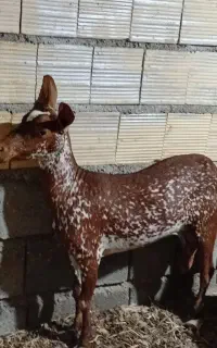 کهره صلاله ابستن