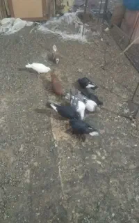 کبوتر