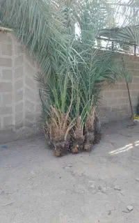 جنگ مضافتی قدیمی