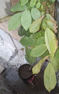 نهال گردو کرمانشاه