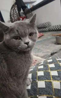 گربه اسکاتیش گلد