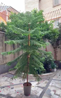 کاج مطبق