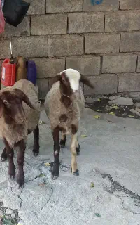 دو عـدد کاور مـاده