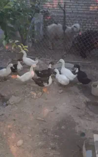 ۸ عدد اردک تخم گذار
