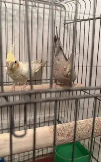 عروس هلندی مولد