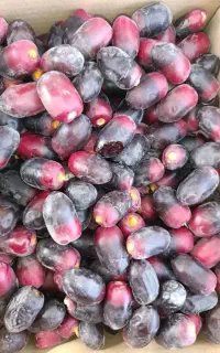 خرمای مضافتی دارم